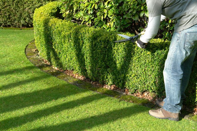 bush trimming