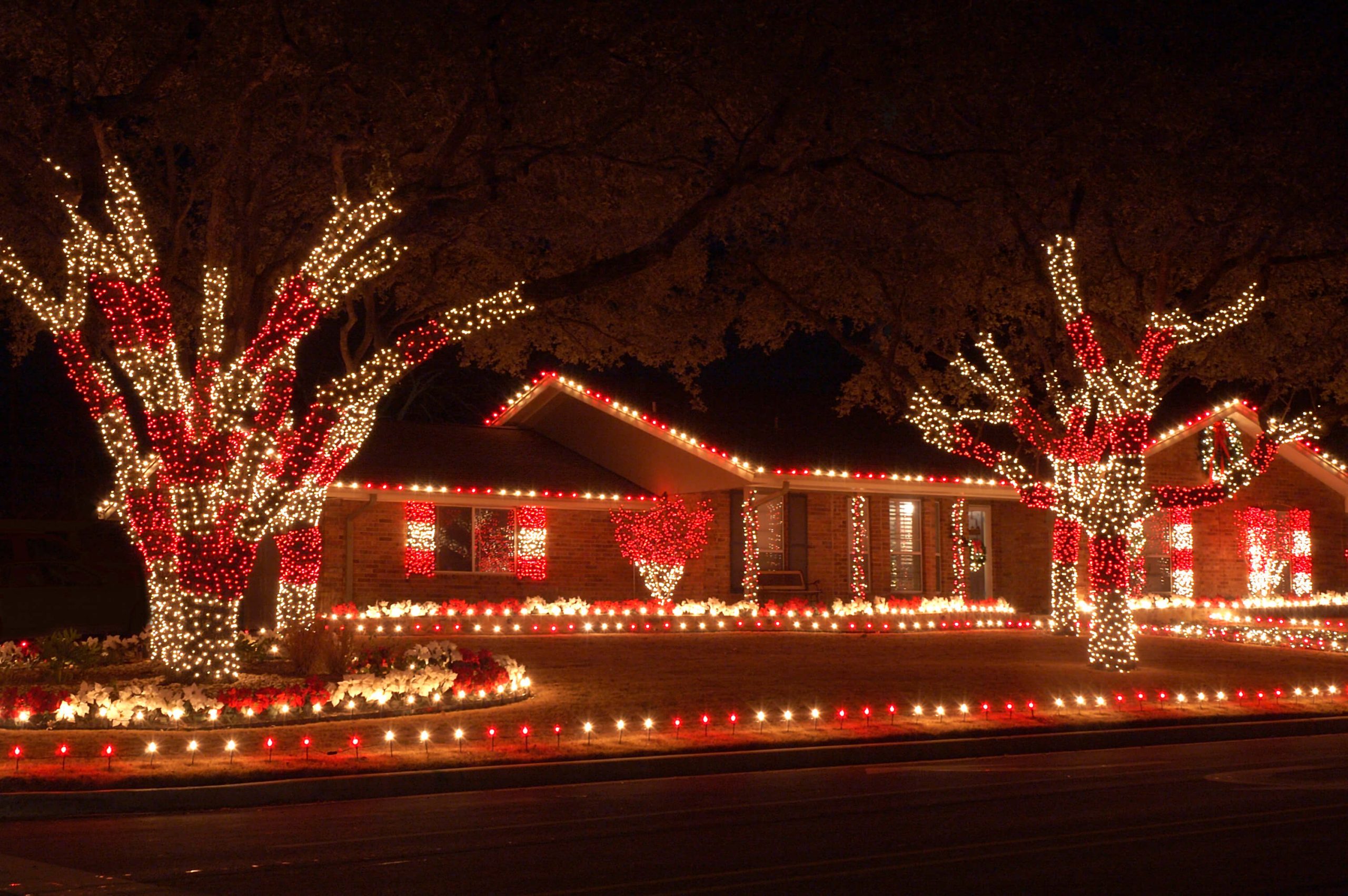 holidat lights on trees